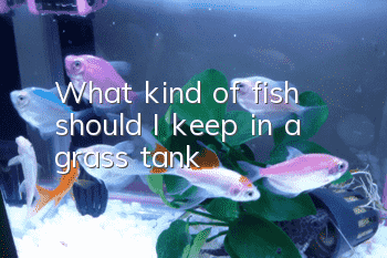 What kind of fish should I keep in a grass tank?