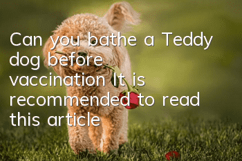 Can you bathe a Teddy dog before vaccination? It is recommended to read this article!