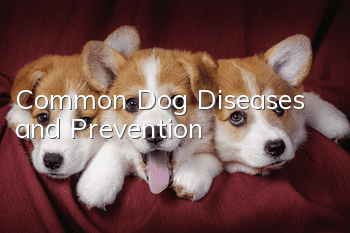 Common Dog Diseases and Prevention