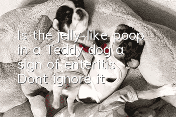 Is the jelly-like poop in a Teddy dog a sign of enteritis? Don’t ignore it!