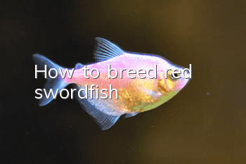 How to breed red swordfish