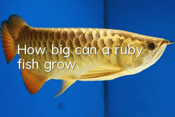 How big can a ruby fish grow?