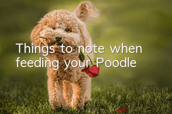 Things to note when feeding your Poodle