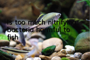 Is too much nitrifying bacteria harmful to fish?