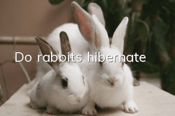 Do rabbits hibernate?