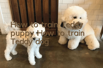 How to train Teddy puppy? How to train Teddy dog!