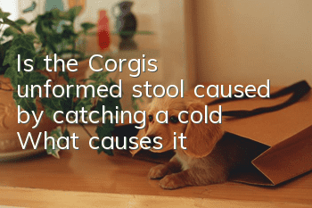 Is the Corgi's unformed stool caused by catching a cold? What causes it?