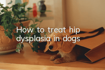 How to treat hip dysplasia in dogs