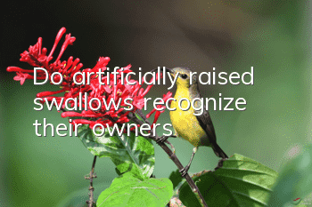 Do artificially raised swallows recognize their owners?
