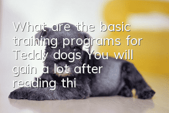 What are the basic training programs for Teddy dogs? You will gain a lot after reading this!