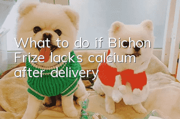 What to do if Bichon Frize lacks calcium after delivery?