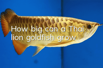 How big can a Thai lion goldfish grow?