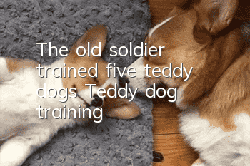 The old soldier trained five teddy dogs, Teddy dog training!