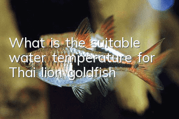 What is the suitable water temperature for Thai lion goldfish?
