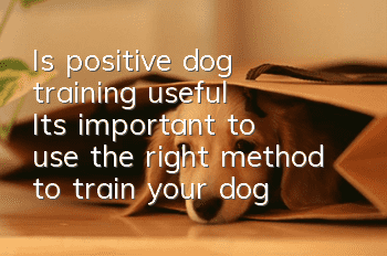 Is positive dog training useful? It’s important to use the right method to train your dog!