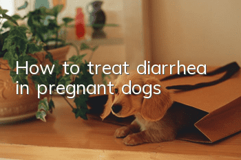 How to treat diarrhea in pregnant dogs?