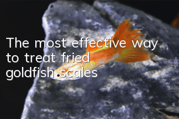 The most effective way to treat fried goldfish scales