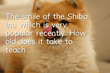 The smile of the Shiba Inu, which is very popular recently. How old does it take to teach a Shiba Inu to smile?