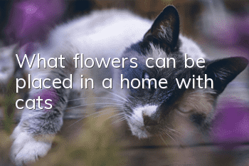 What flowers can be placed in a home with cats?