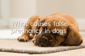 What causes false pregnancy in dogs?