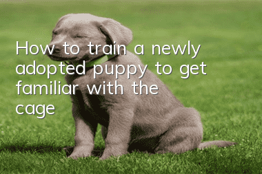 How to train a newly adopted puppy to get familiar with the cage?