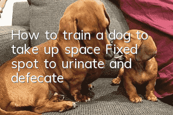 How to train a dog to take up space? Fixed spot to urinate and defecate!