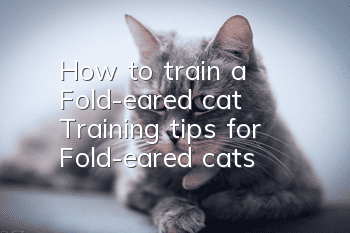 How to train a Fold-eared cat? Training tips for Fold-eared cats!