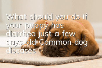 What should you do if your puppy has diarrhea just a few days old? Common dog diseases!