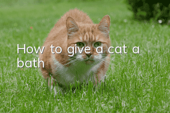 How to give a cat a bath