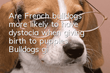 Are French bulldogs more likely to have dystocia when giving birth to puppies? Bulldogs give birth!
