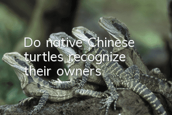 Do native Chinese turtles recognize their owners?