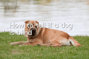 How to tell if a dog is blind