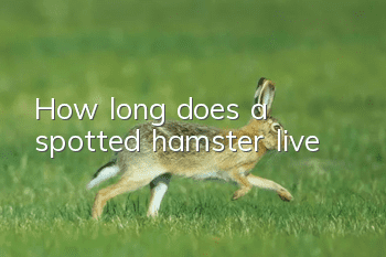 How long does a spotted hamster live?