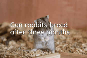 Can rabbits breed after three months?