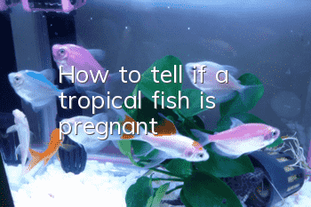 How to tell if a tropical fish is pregnant