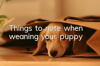 Things to note when weaning your puppy