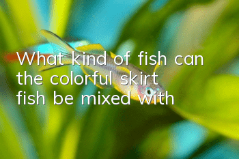 What kind of fish can the colorful skirt fish be mixed with?