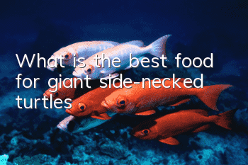 What is the best food for giant side-necked turtles?