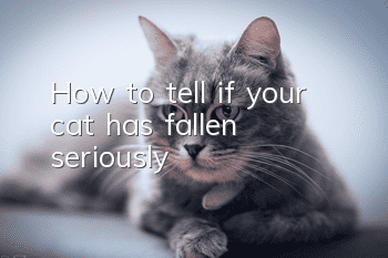 How to tell if your cat has fallen seriously