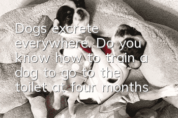 Dogs excrete everywhere. Do you know how to train a dog to go to the toilet at four months old?