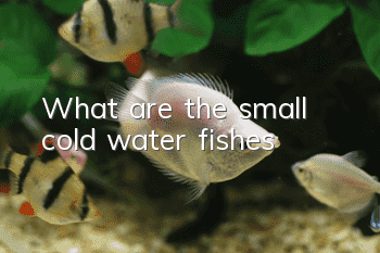 What are the small cold water fishes?
