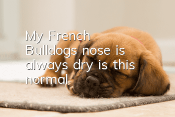 My French Bulldog's nose is always dry, is this normal?