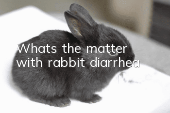 What's the matter with rabbit diarrhea?