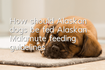 How should Alaskan dogs be fed? Alaskan Malamute feeding guidelines!