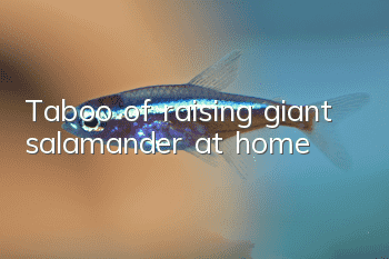 Taboo of raising giant salamander at home