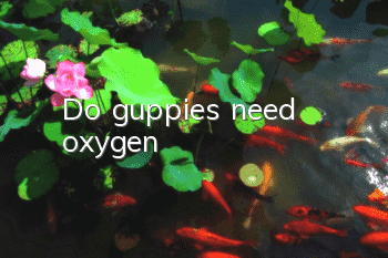 Do guppies need oxygen?