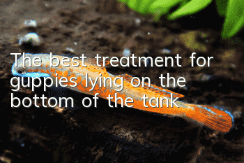 The best treatment for guppies lying on the bottom of the tank