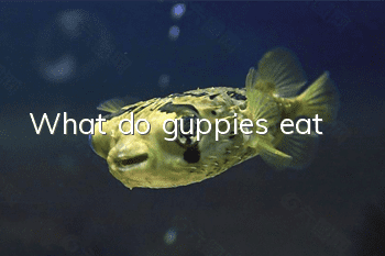 What do guppies eat?