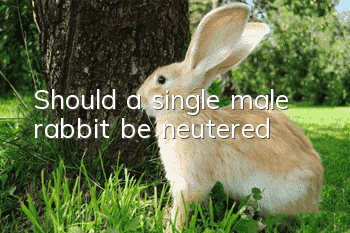 Should a single male rabbit be neutered?