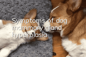 Symptoms of dog mammary gland hyperplasia
